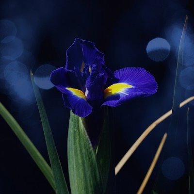 Filmska preporuka: Iris (2001)